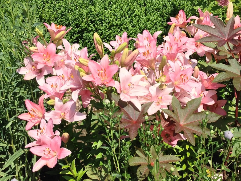 A Visit to the Edith Wharton Estate: Flowers